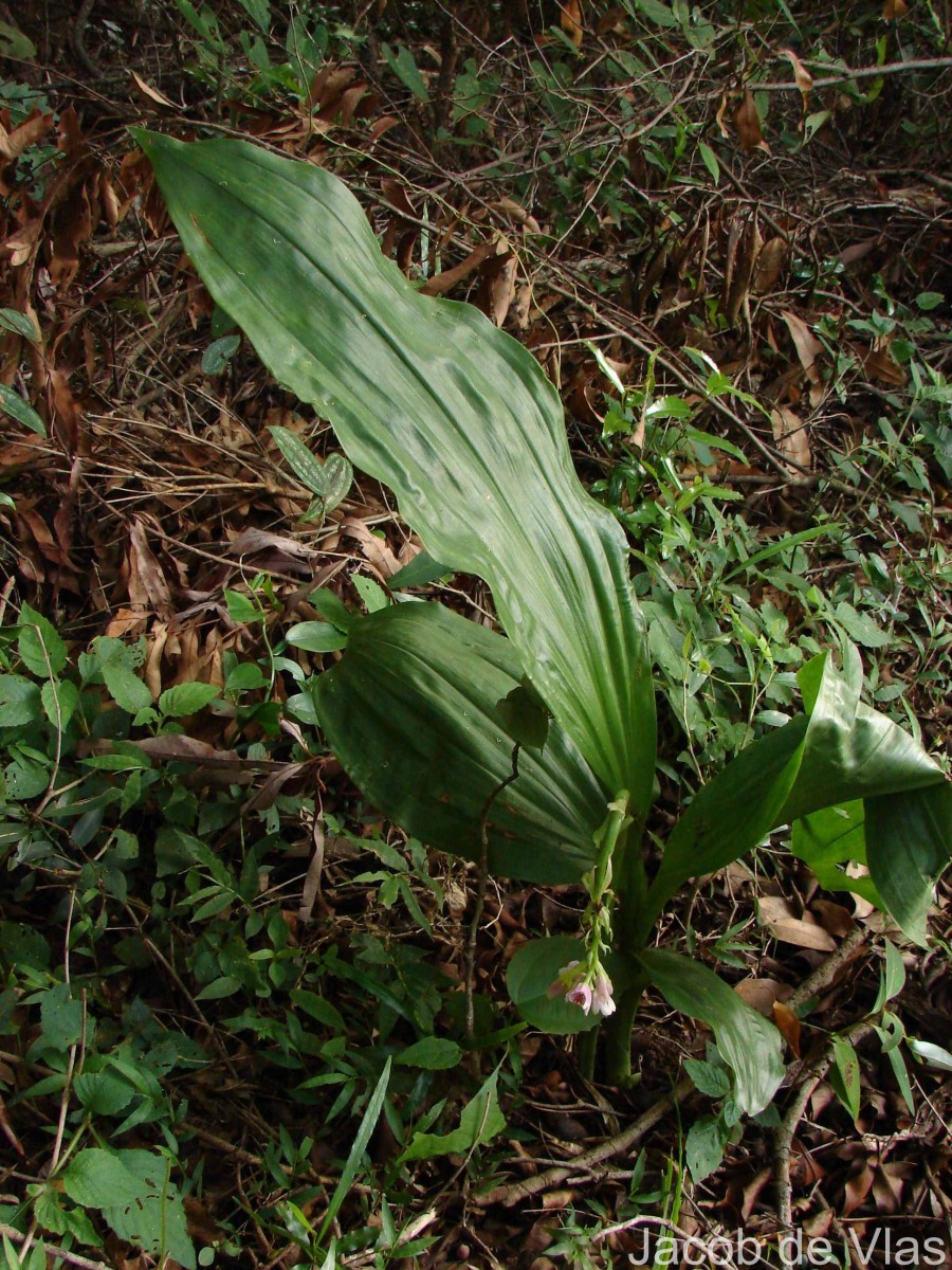 Geodorum densiflorum (Lam.) Schltr.